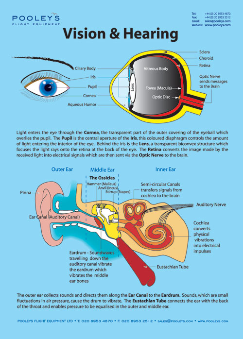 Instructional Poster - Vision and Hearing