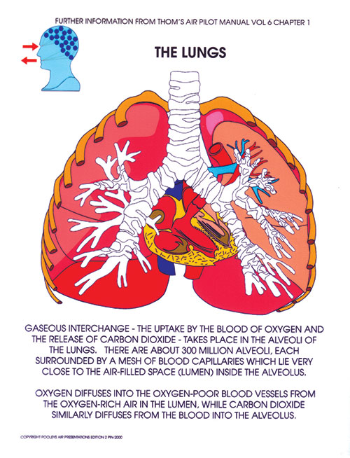Image 3 of CD 7 – Pooleys Air Presentations, Human Performance & Limitations Powerpoint
